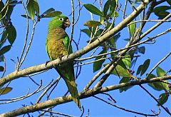 Olive-throated Parakeet